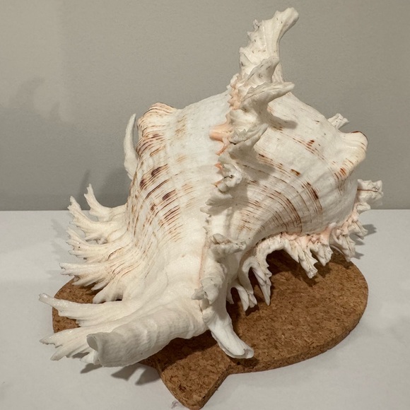 Vintage Large Shell from Okinawa Japan - Picture 5 of 11